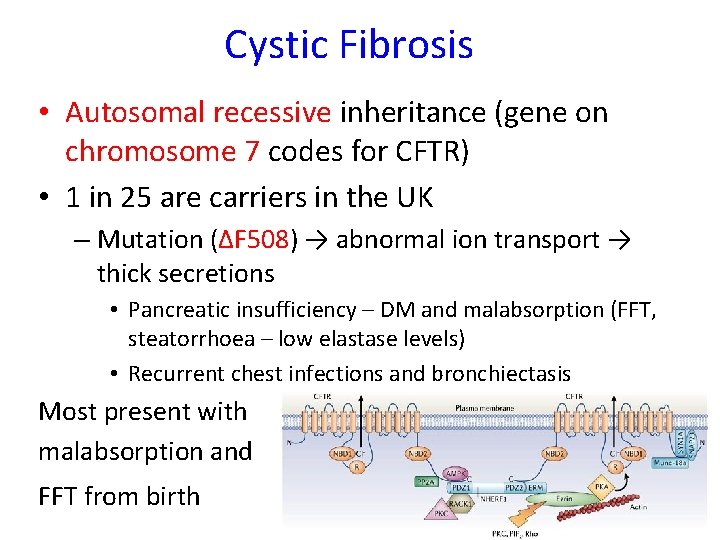 Cystic Fibrosis • Autosomal recessive inheritance (gene on chromosome 7 codes for CFTR) •