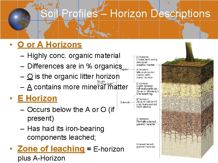 Soil Profiles – Horizon Descriptions • O or A Horizons – – Highly conc.