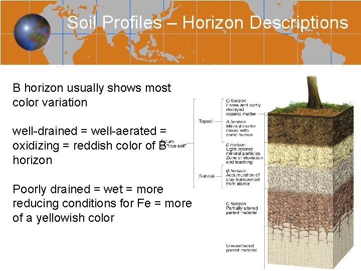 Soil Profiles – Horizon Descriptions B horizon usually shows most color variation well-drained =