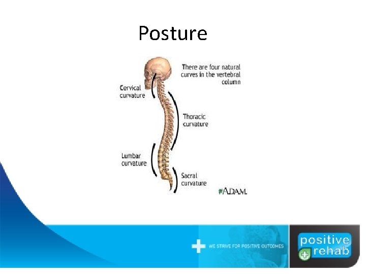 Posture There is no such thing as a straight back 3 spinal curves 