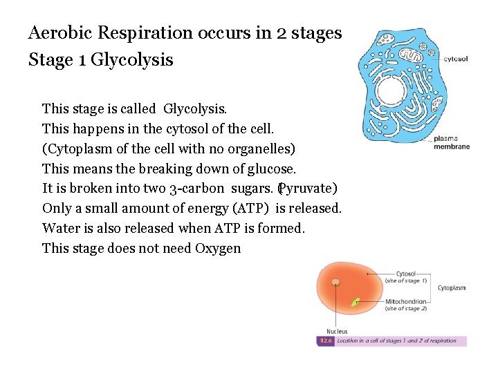 Aerobic Respiration occurs in 2 stages Stage 1 Glycolysis This stage is called Glycolysis.