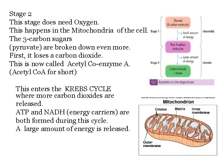 Stage 2 This stage does need Oxygen. This happens in the Mitochondria of the