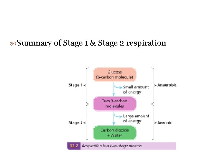  Summary of Stage 1 & Stage 2 respiration 