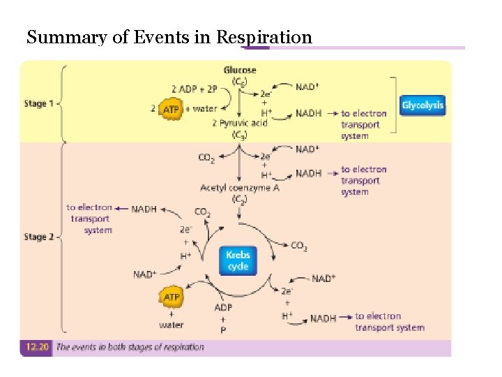 Summary of Events in Respiration 