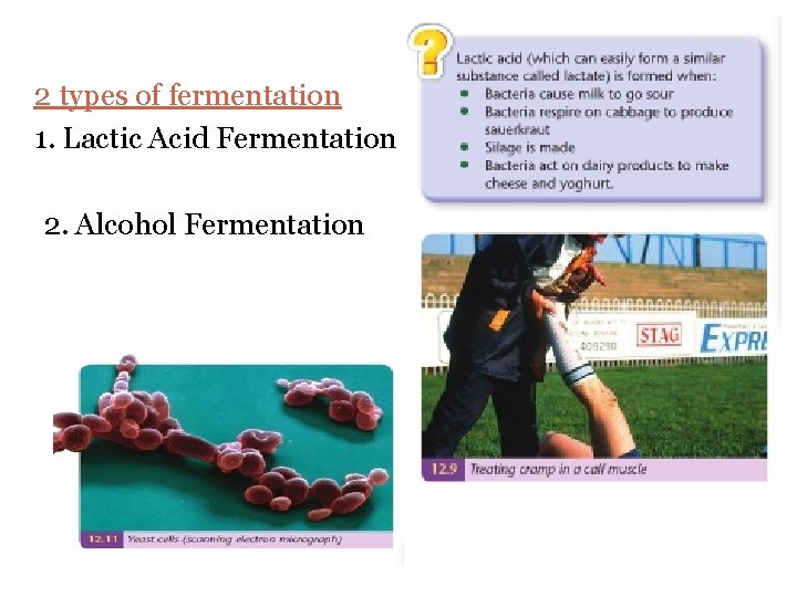 2 types of fermentation 1. Lactic Acid Fermentation 2. Alcohol Fermentation 