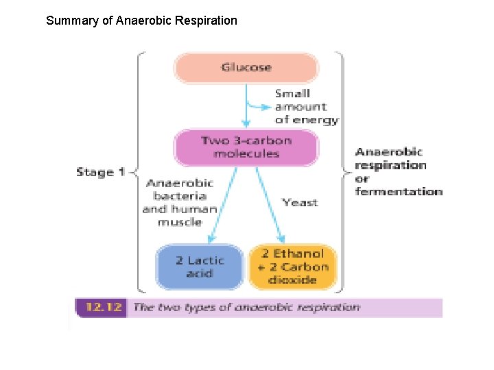 Summary of Anaerobic Respiration 
