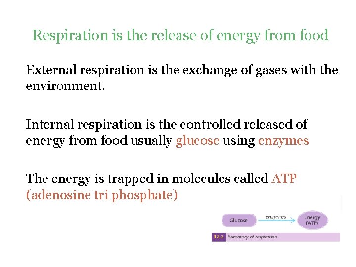  Respiration is the release of energy from food External respiration is the exchange