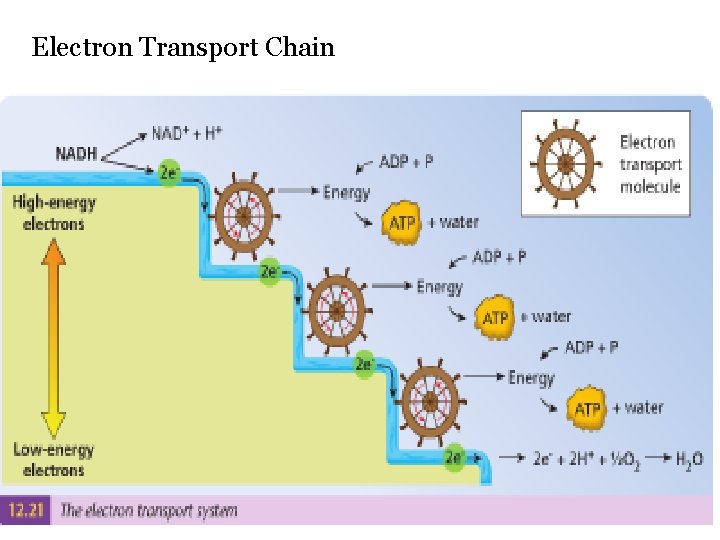 Electron Transport Chain 