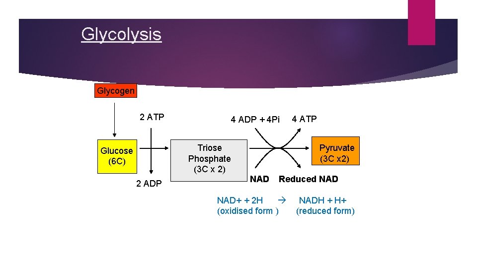 Glycolysis Glycogen 2 ATP 4 ADP + 4 Pi Triose Phosphate (3 C x Glycolysis Glycogen 2 ATP 4 ADP + 4 Pi Triose Phosphate (3 C x