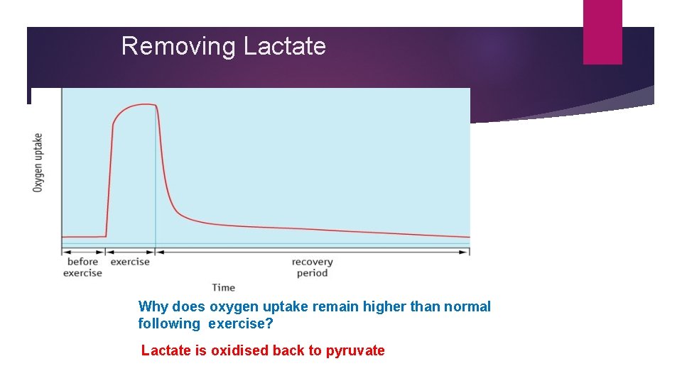 Removing Lactate Why does oxygen uptake remain higher than normal following exercise? Lactate is Removing Lactate Why does oxygen uptake remain higher than normal following exercise? Lactate is