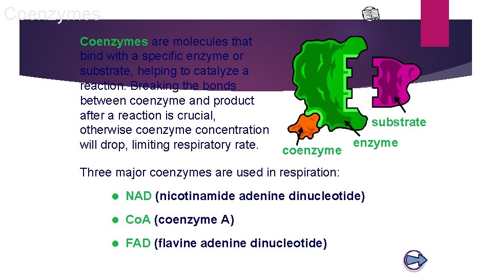 Coenzymes are molecules that bind with a specific enzyme or substrate, helping to catalyze Coenzymes are molecules that bind with a specific enzyme or substrate, helping to catalyze