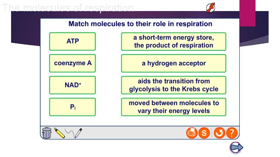 The molecules of respiration The molecules of respiration