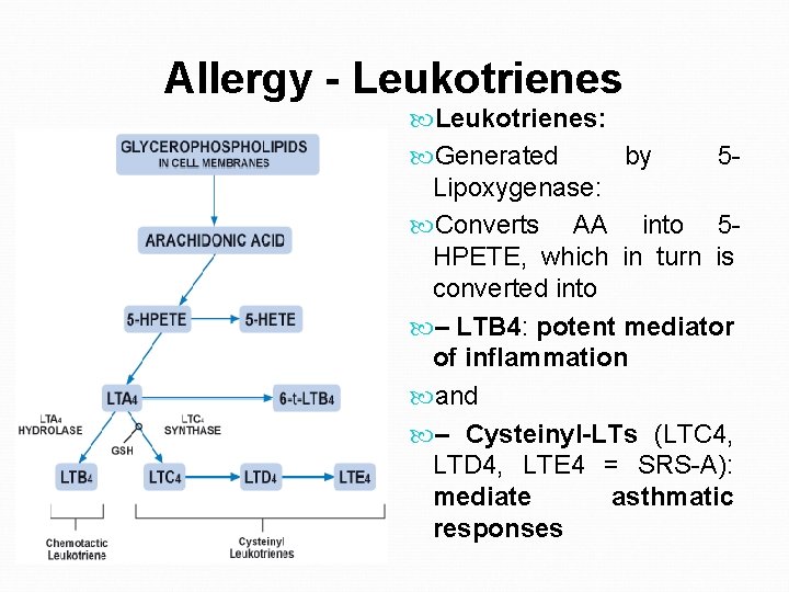 Allergy - Leukotrienes: Generated by 5 Lipoxygenase: Converts AA into 5 HPETE, which in