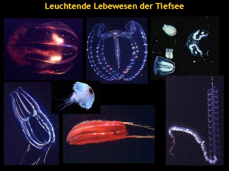 Leuchtende Lebewesen der Tiefsee Georg Raffelt, Max-Planck-Institut für Physik, München Physik Modern, 6. Nov