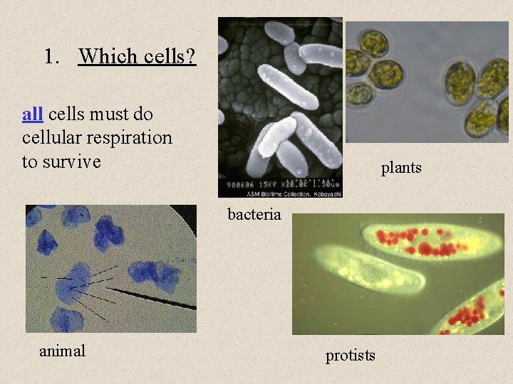 1. Which cells? all cells must do cellular respiration to survive plants bacteria animal 1. Which cells? all cells must do cellular respiration to survive plants bacteria animal