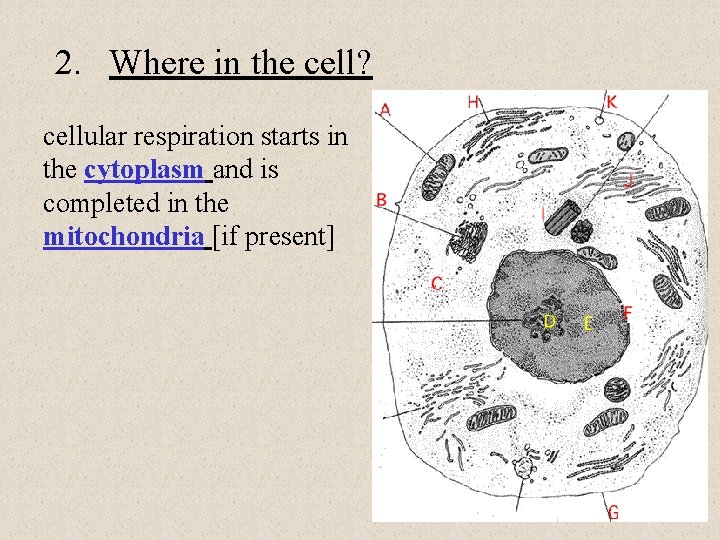 2. Where in the cell? cellular respiration starts in the cytoplasm and is completed 2. Where in the cell? cellular respiration starts in the cytoplasm and is completed