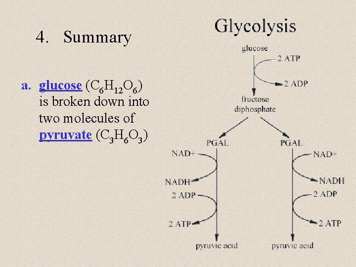 4. Summary a. glucose (C 6 H 12 O 6) is broken down into 4. Summary a. glucose (C 6 H 12 O 6) is broken down into