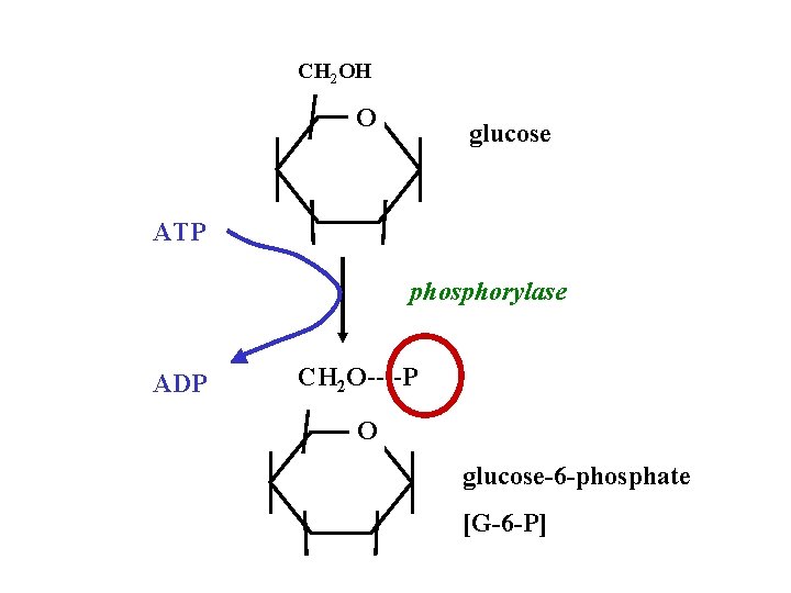 CH 2 OH O glucose ATP phosphorylase ADP CH 2 O----P O glucose-6 -phosphate CH 2 OH O glucose ATP phosphorylase ADP CH 2 O----P O glucose-6 -phosphate