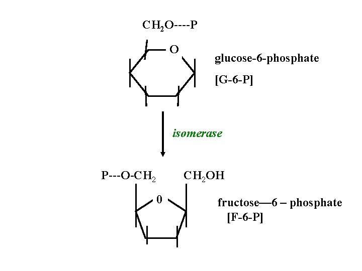 CH 2 O----P O glucose-6 -phosphate [G-6 -P] isomerase P---O-CH 2 OH 0 fructose—