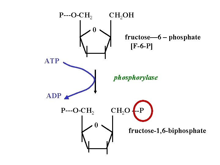 P---O-CH 2 OH 0 fructose— 6 – phosphate [F-6 -P] ATP phosphorylase ADP P---O-CH