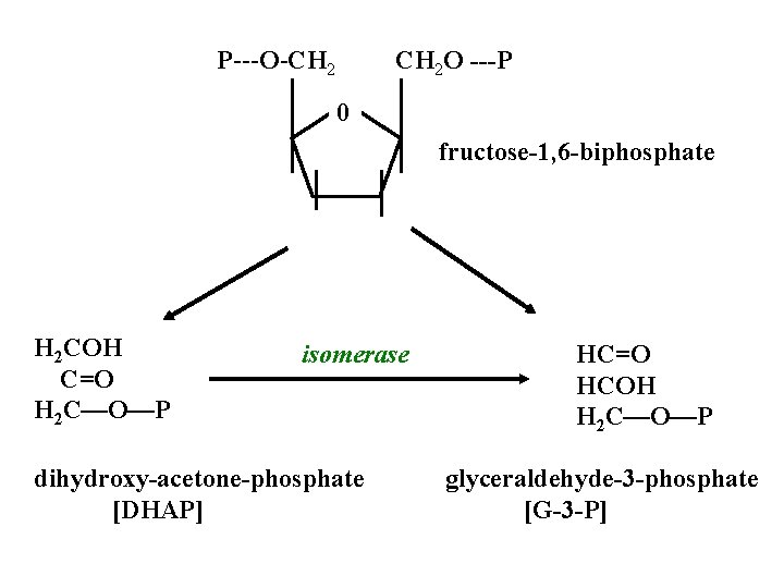 P---O-CH 2 O ---P 0 fructose-1, 6 -biphosphate H 2 COH C=O H 2 P---O-CH 2 O ---P 0 fructose-1, 6 -biphosphate H 2 COH C=O H 2