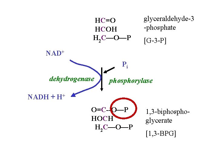 HC=O HCOH H 2 C—O—P glyceraldehyde-3 -phosphate [G-3 -P] NAD+ Pi dehydrogenase phosphorylase NADH