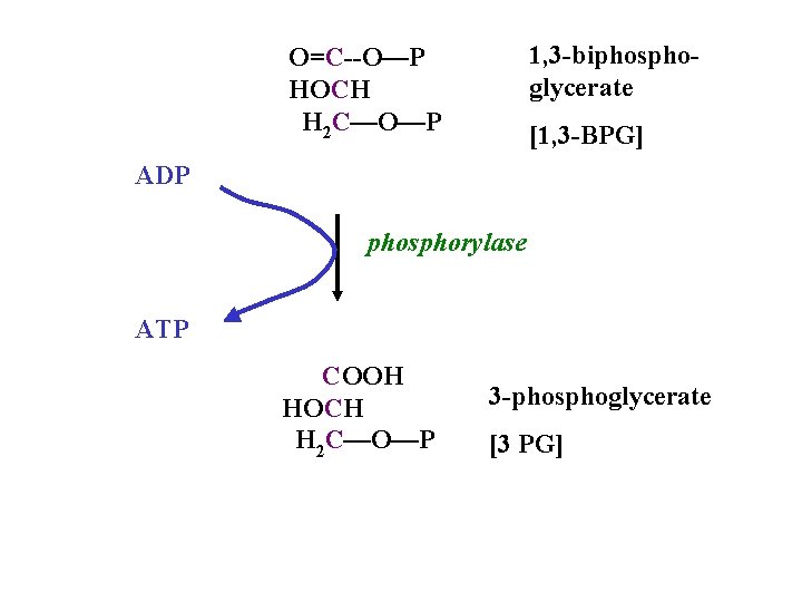 1, 3 -biphosphoglycerate O=C--O—P HOCH H 2 C—O—P [1, 3 -BPG] ADP phosphorylase ATP