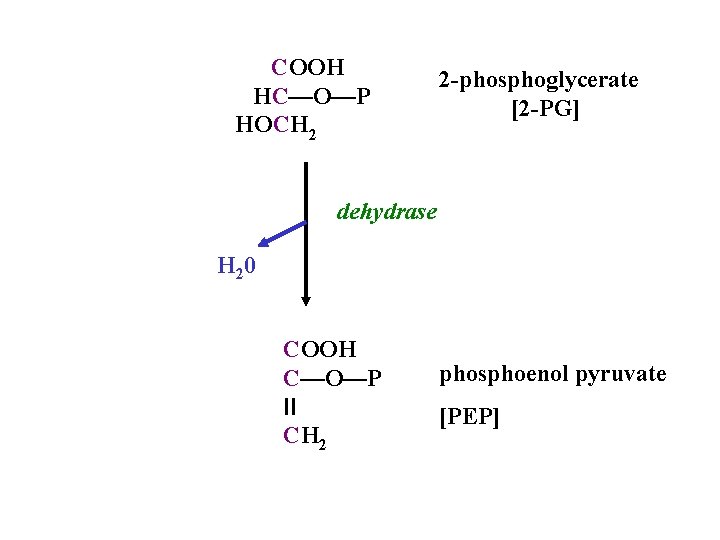 COOH HC—O—P HOCH 2 2 -phosphoglycerate [2 -PG] dehydrase H 20 COOH C—O—P II