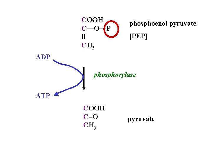 COOH C—O—P II CH 2 phosphoenol pyruvate [PEP] ADP phosphorylase ATP COOH C=O CH