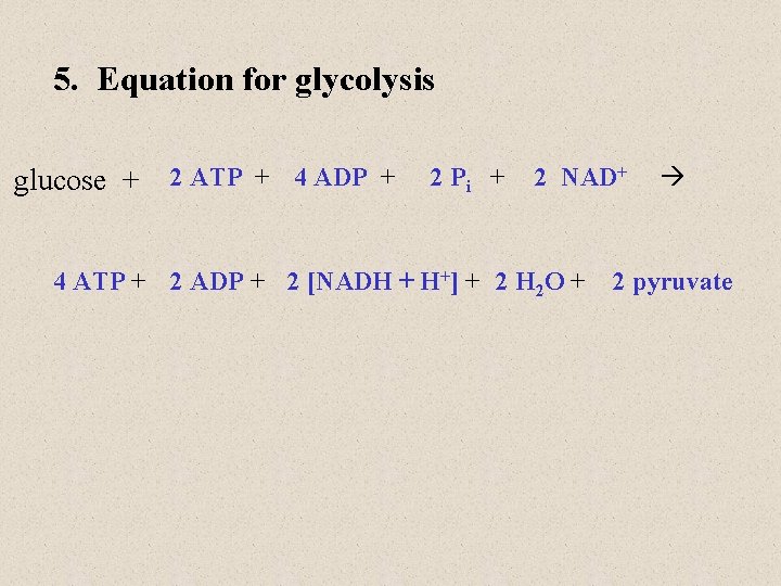 5. Equation for glycolysis glucose + 2 ATP + 4 ADP + 2 Pi 5. Equation for glycolysis glucose + 2 ATP + 4 ADP + 2 Pi