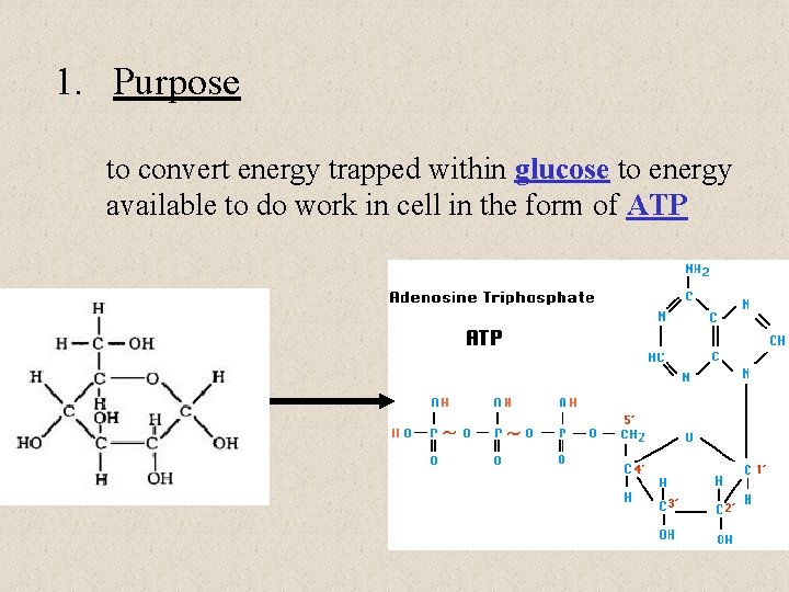 1. Purpose to convert energy trapped within glucose to energy available to do work 1. Purpose to convert energy trapped within glucose to energy available to do work