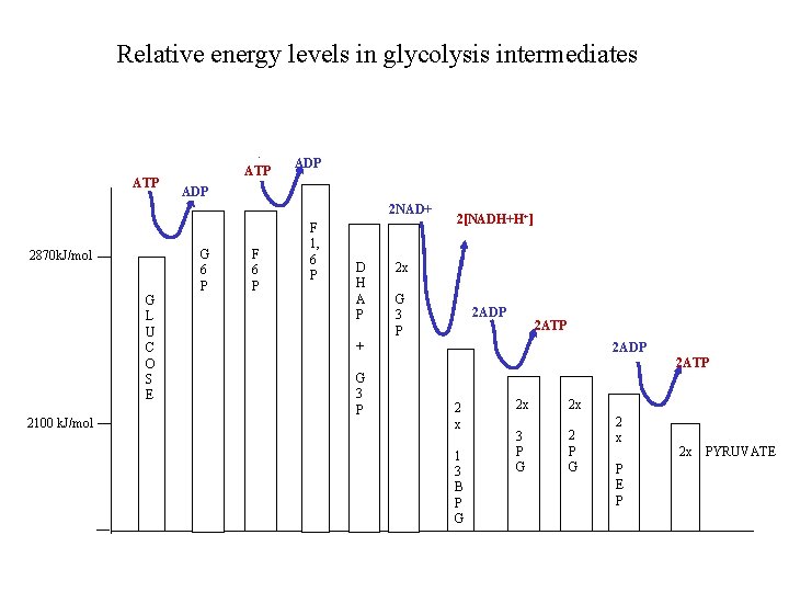 Relative energy levels in glycolysis intermediates ATP ADP 2 NAD+ 2870 k. J/mol G Relative energy levels in glycolysis intermediates ATP ADP 2 NAD+ 2870 k. J/mol G
