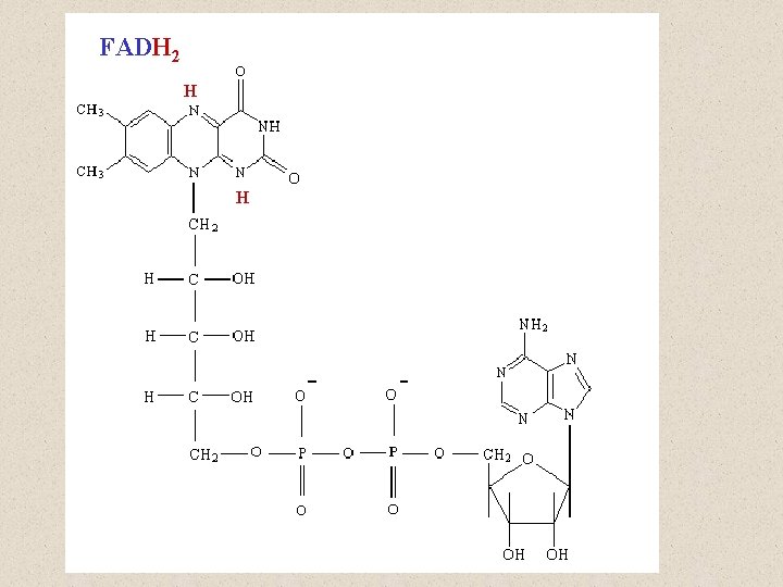FADH 2 H H FADH 2 H H