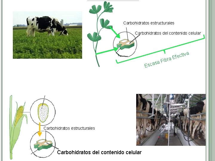 Carbohidratos estructurales Carbohidratos del contenido celular tiva s Efec a r b i a.