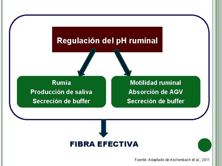 Regulación del p. H ruminal Rumia Producción de saliva Motilidad ruminal Absorción de AGV