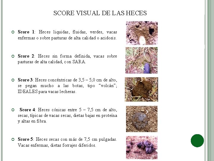 SCORE VISUAL DE LAS HECES Score 1: Heces liquidas, fluidas, verdes, vacas enfermas o