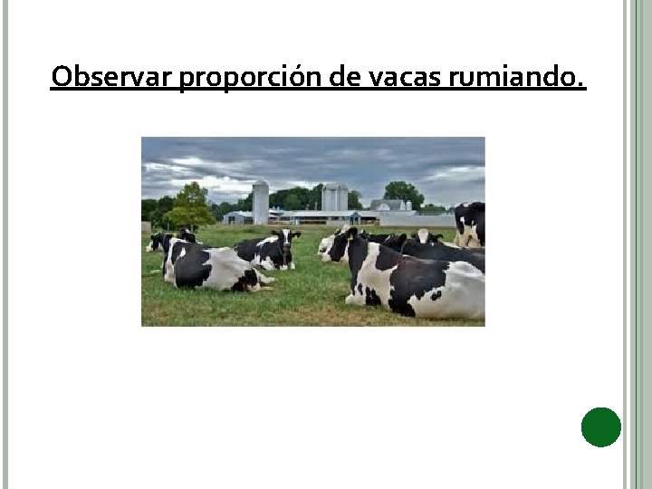 Observar proporción de vacas rumiando. 