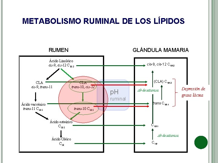 METABOLISMO RUMINAL DE LOS LÍPIDOS RUMEN GLÁNDULA MAMARIA Ácido Linoléico cis-9, cis-12 C 18: