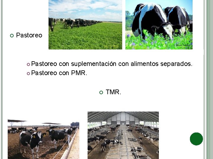  Pastoreo con suplementación con alimentos separados. Pastoreo con PMR. TMR. 