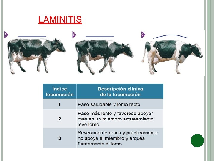 LAMINITIS 