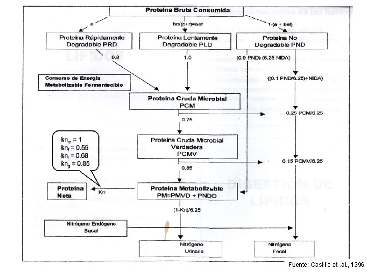 Fuente: Castillo et. al. , 1996 