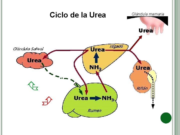 Ciclo de la Urea Glándula mamaria Urea 