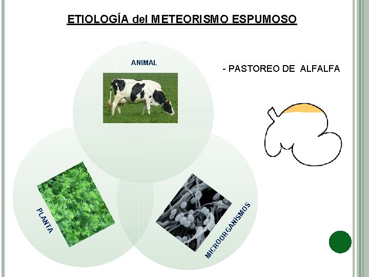 ETIOLOGÍA del METEORISMO ESPUMOSO ANIMAL M IC RO O A RG NT AN I