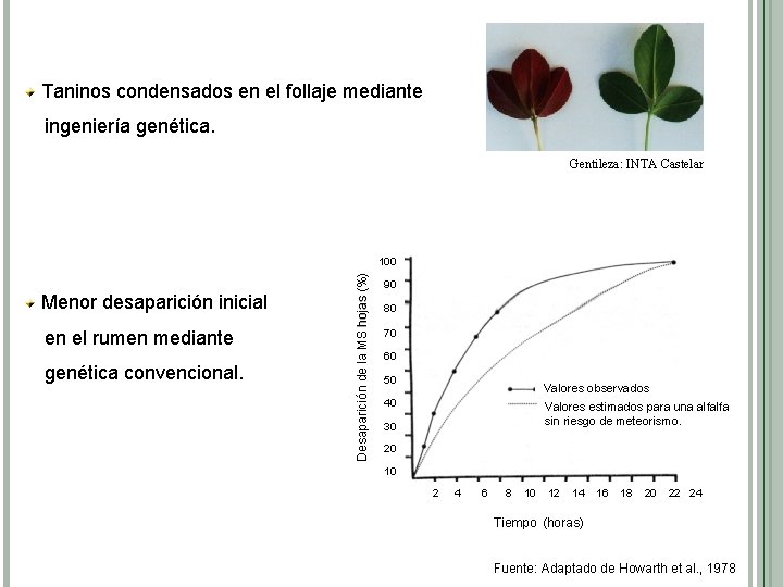 Taninos condensados en el follaje mediante ingeniería genética. Gentileza: INTA Castelar Menor desaparición inicial
