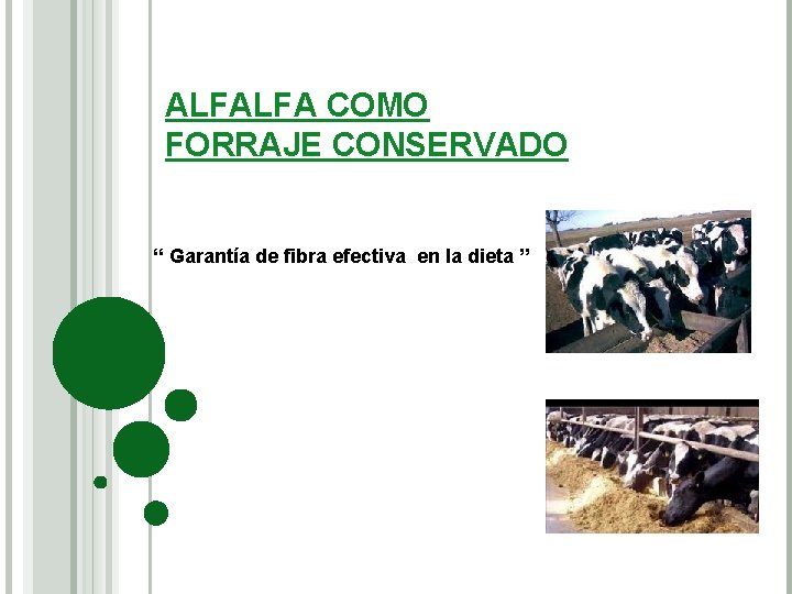 ALFALFA COMO FORRAJE CONSERVADO “ Garantía de fibra efectiva en la dieta ” 