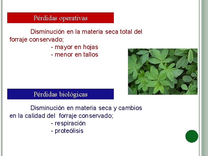 Pérdidas operativas Disminución en la materia seca total del forraje conservado; - mayor en