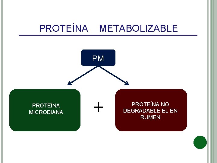 PROTEÍNA METABOLIZABLE PM PROTEÍNA MICROBIANA + PROTEÍNA NO DEGRADABLE EL EN RUMEN 