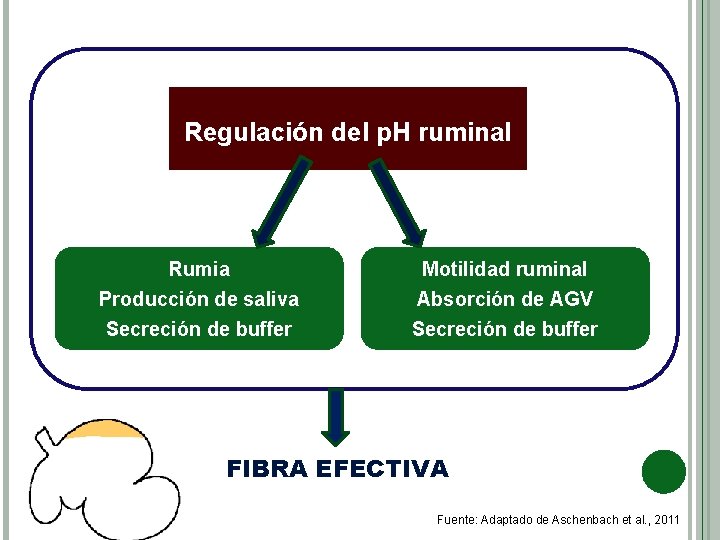 Regulación del p. H ruminal Rumia Producción de saliva Motilidad ruminal Absorción de AGV