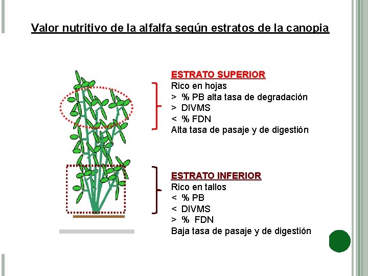 Valor nutritivo de la alfalfa según estratos de la canopia ESTRATO SUPERIOR Rico en