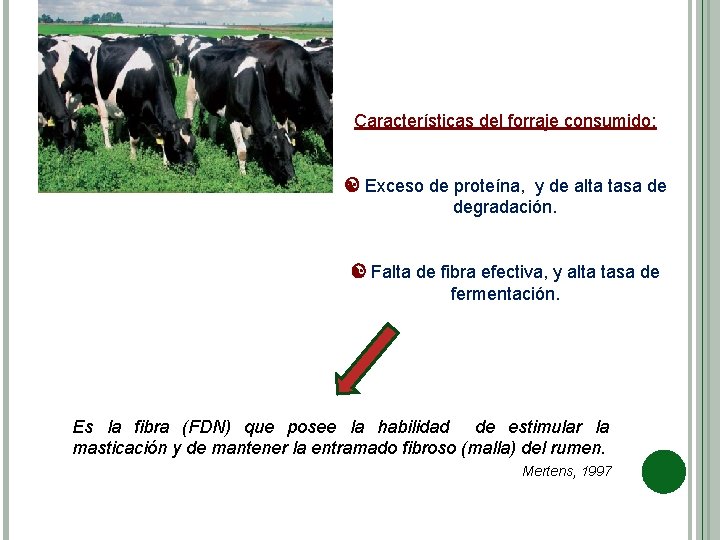 Características del forraje consumido: Exceso de proteína, y de alta tasa de degradación. Falta